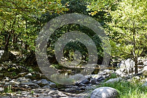 A beautiful stream flowing in the greenery
