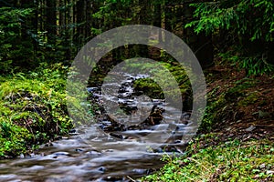 Beautiful stream in forest