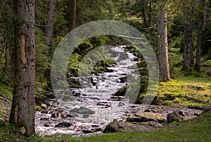 A beautiful stream running through an alpine forest