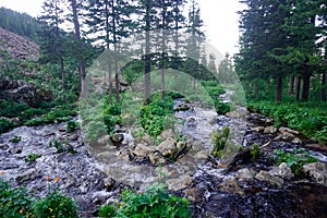 Beautiful stream in the Siberian mountains Sayan