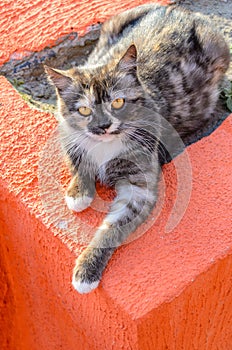 Beautiful street cat