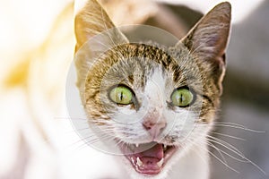 Beautiful Street Cat With Green Eyes Closeup Portrait Meowing An