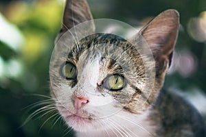 Beautiful Street Cat With Green Eyes And Pink Nose Closeup Portrait With Soft Focus