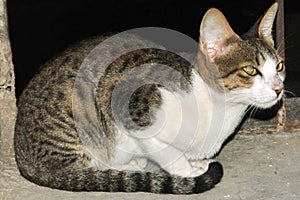 Beautiful street cat sitting in a home gallery for hunting