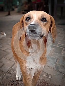 A beautiful street dog.He is very cute