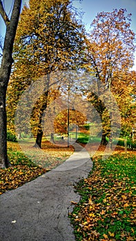 Beautiful street between trees