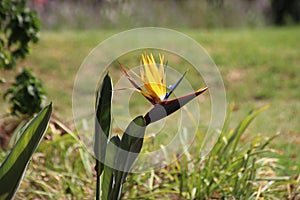 Beautiful Strelitzia flower with yellow and lilac blossom. South Africa.