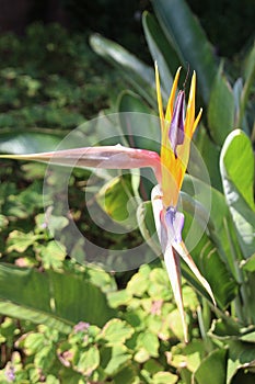 Beautiful Strelitzia flower with yellow and lilac blossom. South Africa.