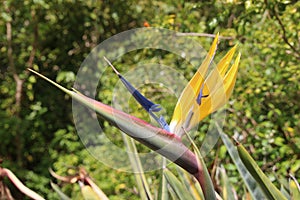 Beautiful Strelitzia flower with yellow and lilac blossom. South Africa.