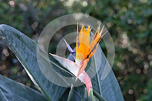 Beautiful  strelitzia, plant with beautiful  bright orange colours and dark green leaves