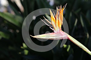 Beautiful Strelitzia Reginae Flower Bird of Paradise Photographed in Madeira photo
