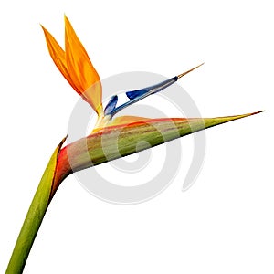 Beautiful Strelitzia reginae flower isolated on white background