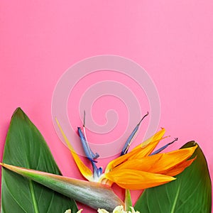 Beautiful Strelitzia reginae flower on  pink paper background. Macro of Bird of Paradise on  color background, flower close-up
