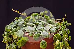 Beautiful string of turtles` plant peperomia prostrata on a dark background