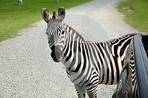 Beautiful striped African zebra near car in safari park