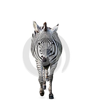 Beautiful striped African zebra on white background. Wild animal