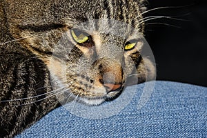 Beautiful Striped Cat With Green Eyes