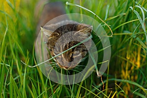Beautiful striped cat with green eyes hunt in the grass