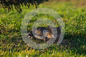 A beautiful striped cat is lying under a tree on the lawn. the cat turned his head to the camera. Summer sunset