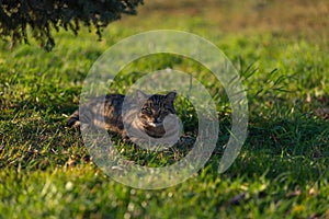 A beautiful striped cat is lying under a tree on the lawn. the cat turned his head to the camera. Summer sunset