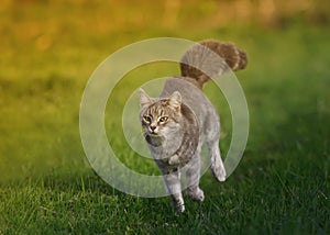 Beautiful striped cat running on green bright grass in summer Sunny meadow