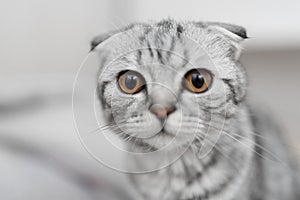 beautiful striped cat, Scottish Fold, gray cat