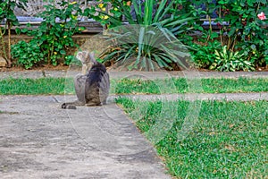 Beautiful striped cat is scratching itself in the yard