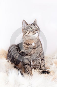 Beautiful striped cat sits on a fur rug and looks up. isolated on white background