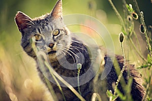 Beautiful striped cat sitting on a summer meadow of green grass