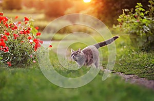 Beautiful striped cat walking on the green grass in the sunny evening garden among the scarlet flowers of poppies