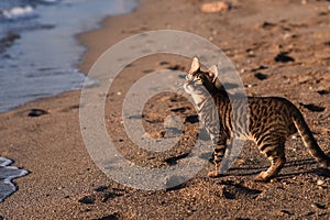 a beautiful striped cat walks on the beach by the sea