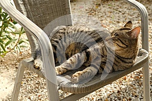 beautiful striped cat whiskas color lies in wicker chair in sunny garden