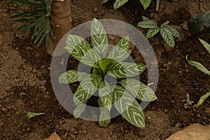 A beautiful striped dieffenbachia plant growing in the ground of a tropical greenhouse or conservatory. Lush bush of a