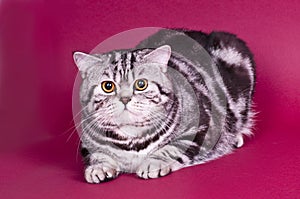 Beautiful striped gray cat is sitting