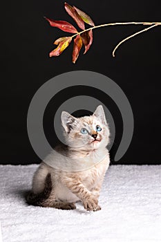 Beautiful striped grey kitten with blue eyes playing with a leaf on long stem