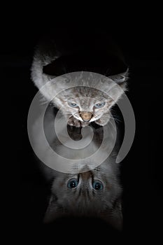 Beautiful striped grey kitten with blue eyes on shiny surface with clear reflection