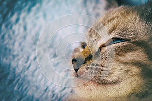 Beautiful striped grey kitten sleeping peaceful in fluffy blanket