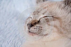 Beautiful striped grey kitten sleeping peaceful in fluffy blanket