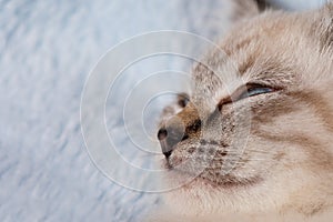 Beautiful striped grey kitten sleeping peaceful in fluffy blanket