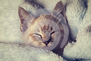 Beautiful striped grey kitten sleeping peaceful in fluffy blanket