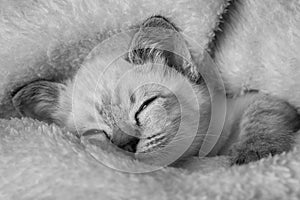Beautiful striped grey kitten sleeping peaceful in fluffy blanket