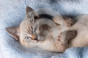 Beautiful striped grey kitten sleeping peaceful in fluffy blanket