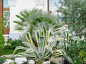 Beautiful striped leaves American agave Marginata Agave americana or sentry plant on Trachycarpus palm