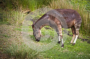 Beautiful Striped Okapi