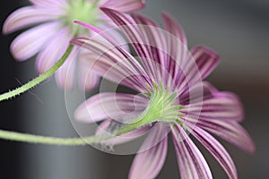 The beautiful striped pattern of the back of the petals of a purple daisy.