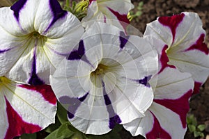 Beautiful striped petunia flowers growing in a garden