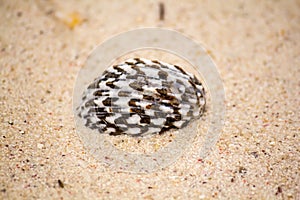 Beautiful striped sea shell on the sandy beach