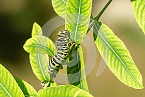 Beautiful striped Swallowtail butterfly caterpillar sits on bright green leaves of willow Salix integra Hakuro-Nishik