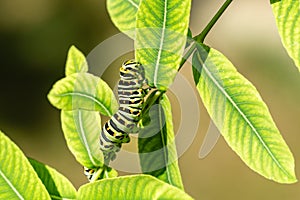 Beautiful striped Swallowtail butterfly caterpillar sits on bright green leaves of willow Salix integra Hakuro-Nishik photo