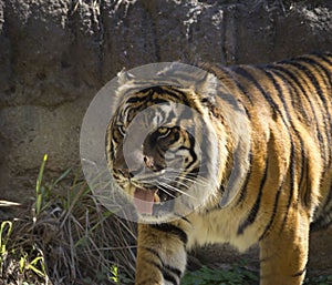 Beautiful striped tiger